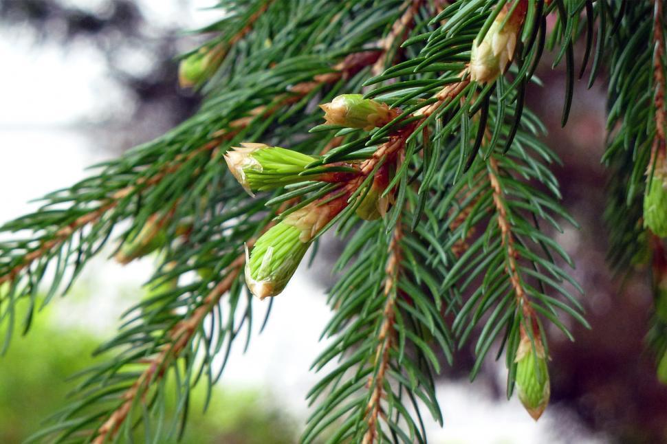 Close up of evergreen branches with vibrant green pine needles in the  afternoon sun as a background of texture Stock Photo