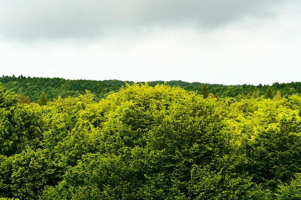 Free Image of Spring forest 