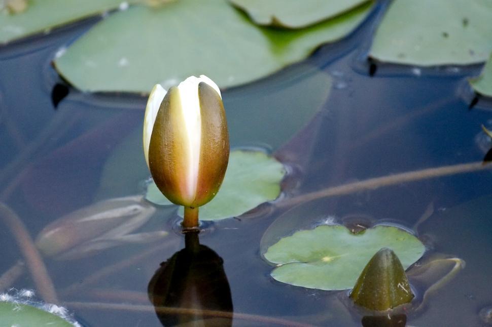 Free Image of Swamp flower bud 