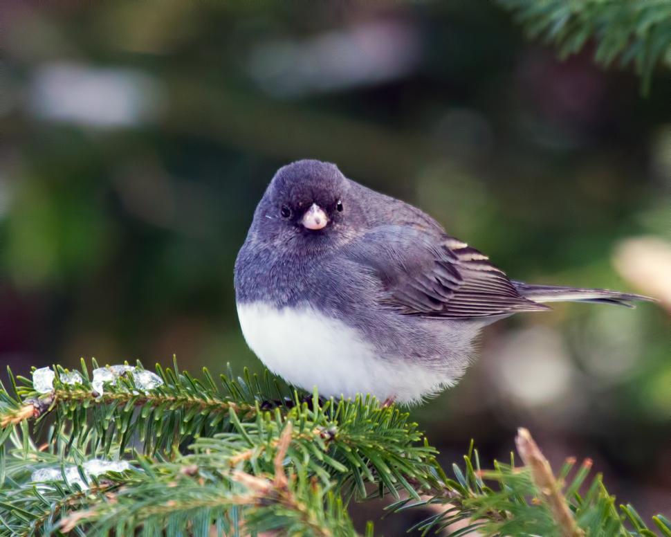 Free Stock Photo of Bird | Download Free Images and Free Illustrations
