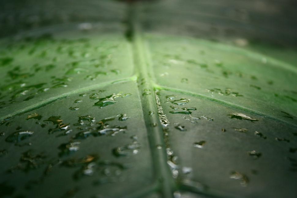 Free Image of Close-up of a large dark green tropical leaf with water drops 