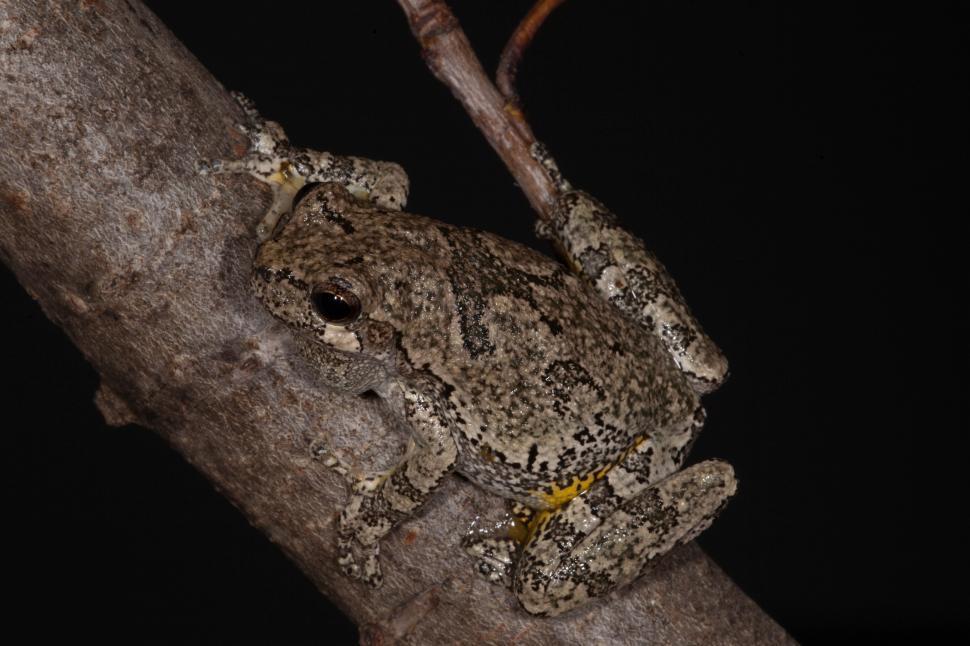 Free Stock Photo of Grey Treefrog | Download Free Images and Free ...