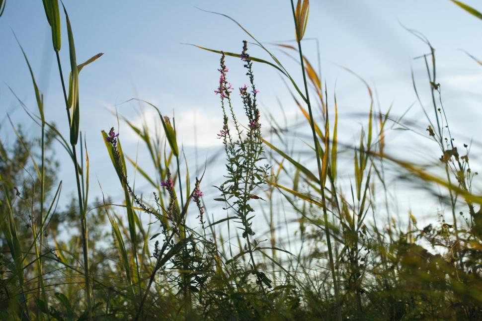Free Image of Grass 