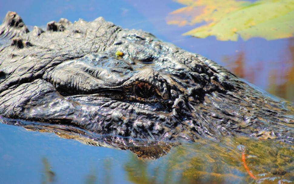 Free Stock Photo of Orton Pond Alligator in North Carolina Download