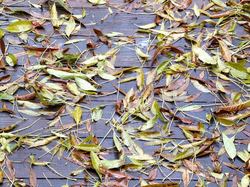 Free Image of Leaves 