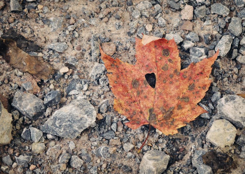 Free Image of Heart Leaf 