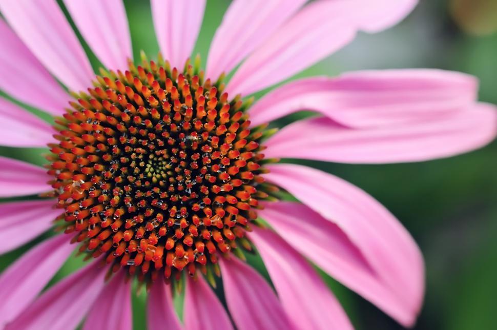 Free Image of Macro Floral 