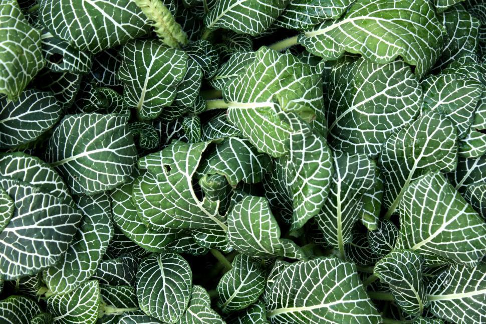 Free Image of Close-up of green leaves 
