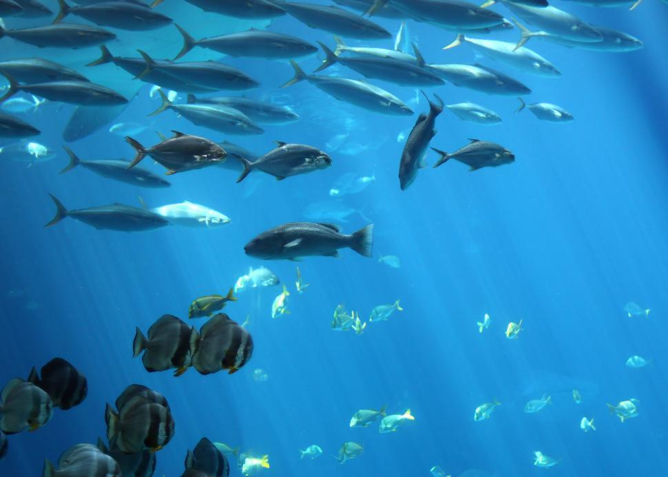 free-stock-photo-of-schools-of-tropical-fish-swimming-under-water