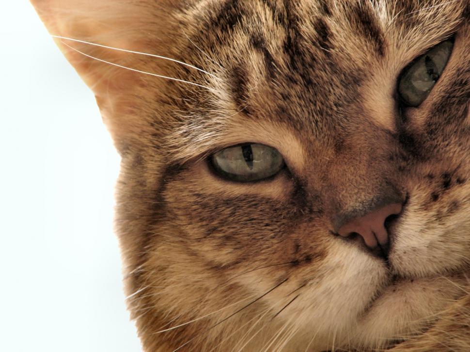Free Image of Cat portrait 
