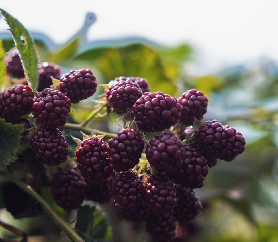 Free Image of Blackberry 