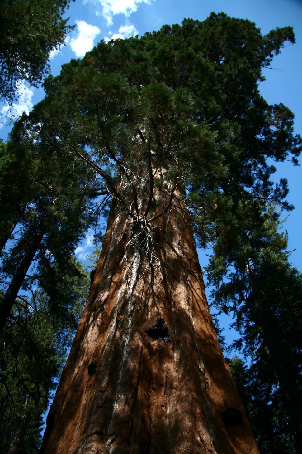 Free Image of Sequoia National Forest 