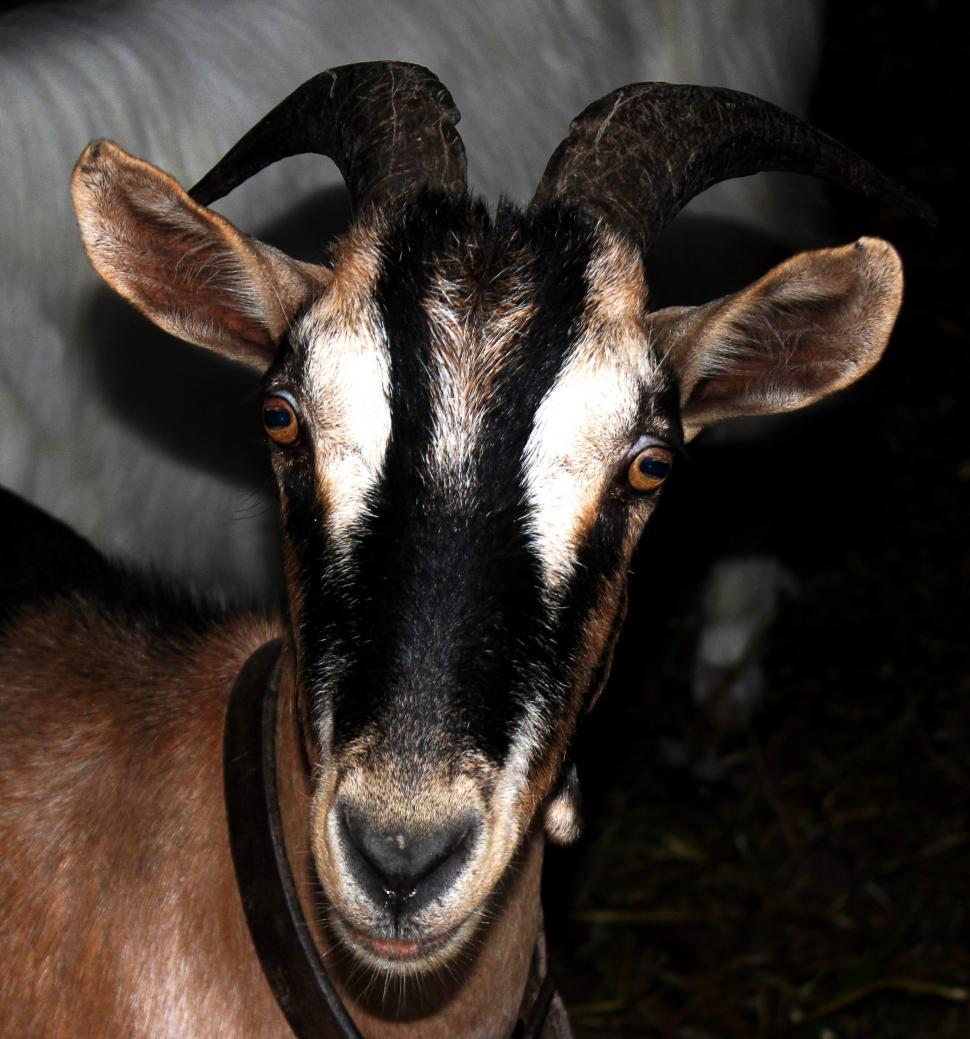 Free Stock Photo of Head of a goat | Download Free Images and Free ...