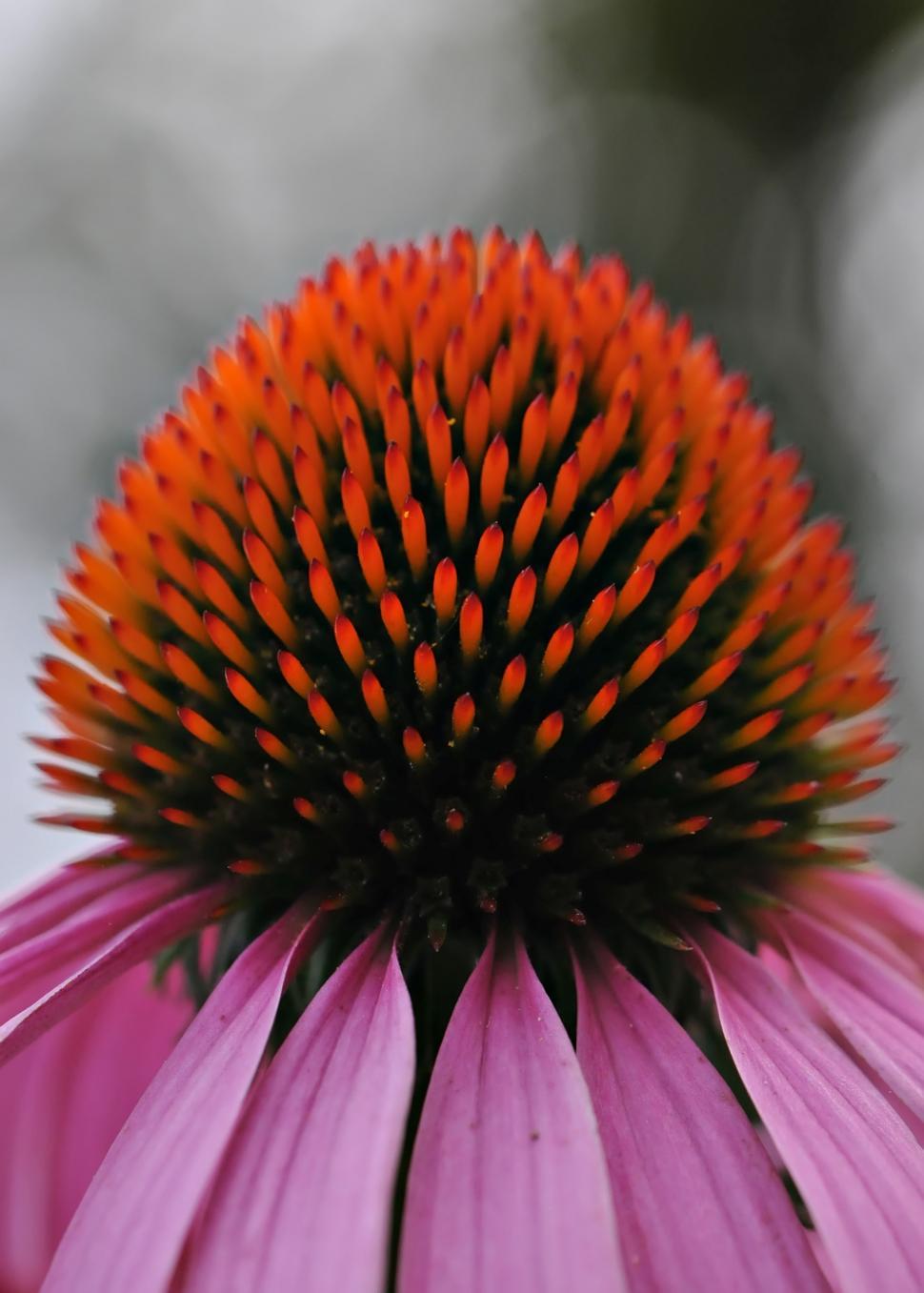 Free Image of Floral Macro 
