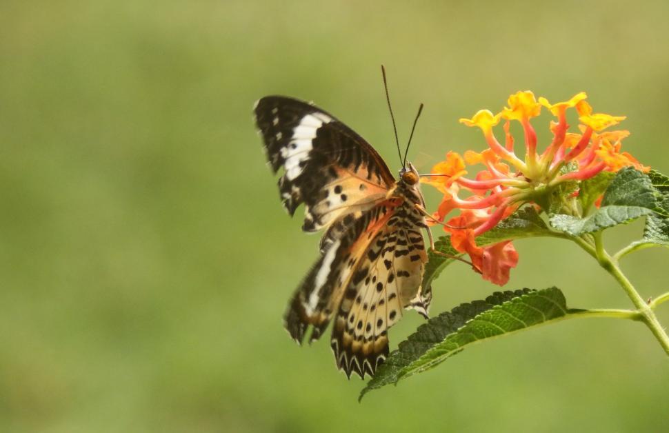 Free Image of Butterfly on a Flower 
