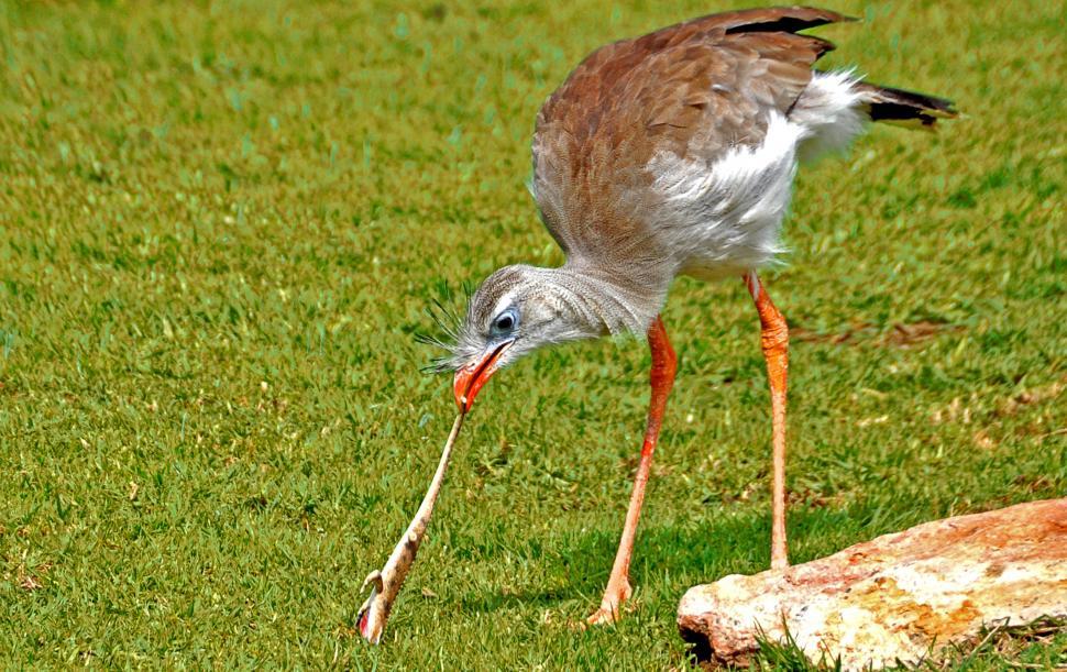 Free Image of Red-legged Seriema capturing a lizard 