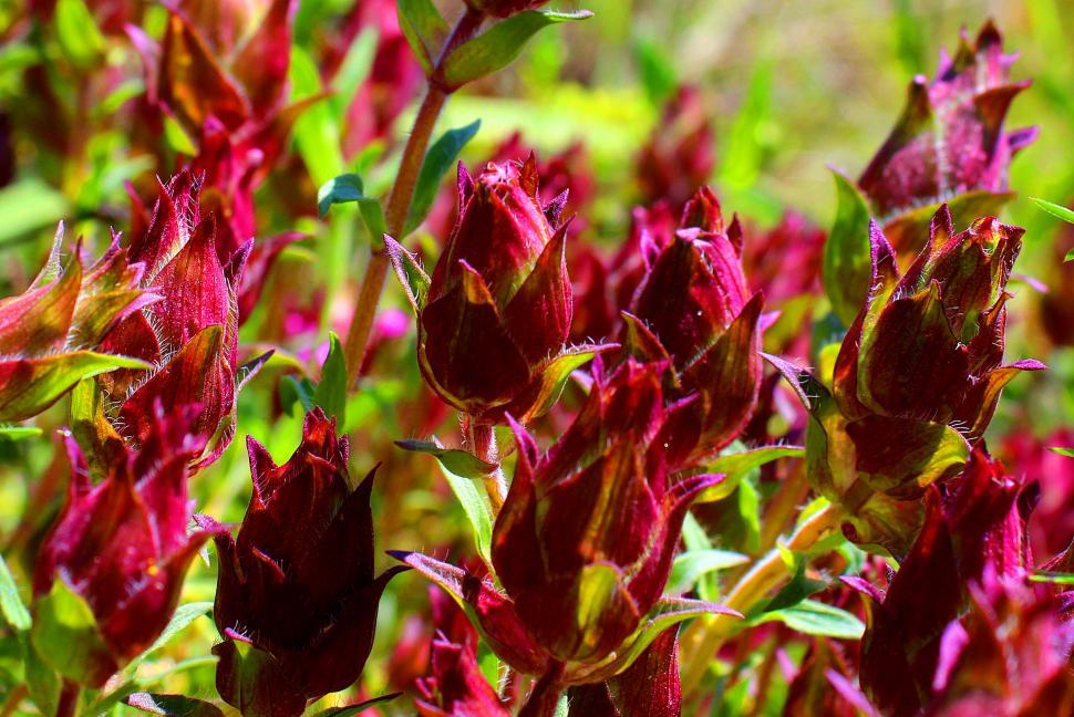 Free Stock Photo of Thymus lotocephalus Wild Thyme flower buds of a