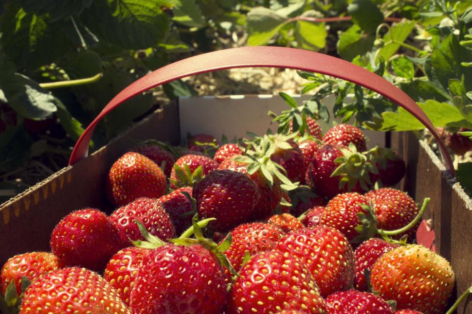 Free Image of Strawberry Picking 