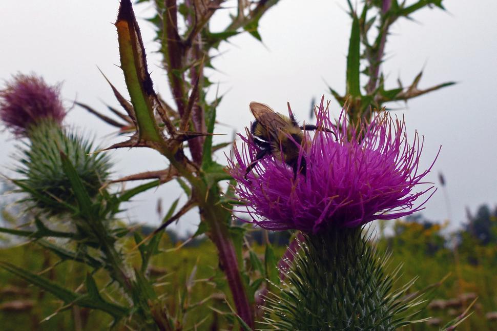 Free Image of Thristle With Bee 