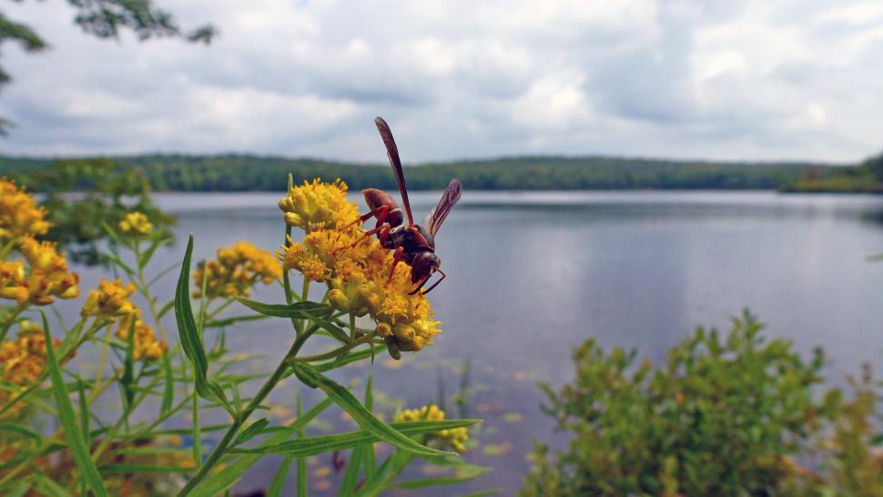 Free Image of Wasp On Flower 