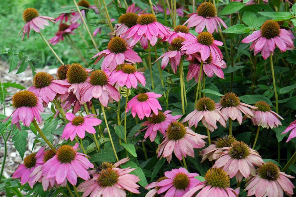 Free Stock Photo of Purple Coneflower Blossom Download Free Images