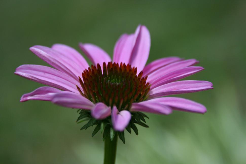 Free Stock Photo of Purple Coneflower | Download Free Images and Free ...