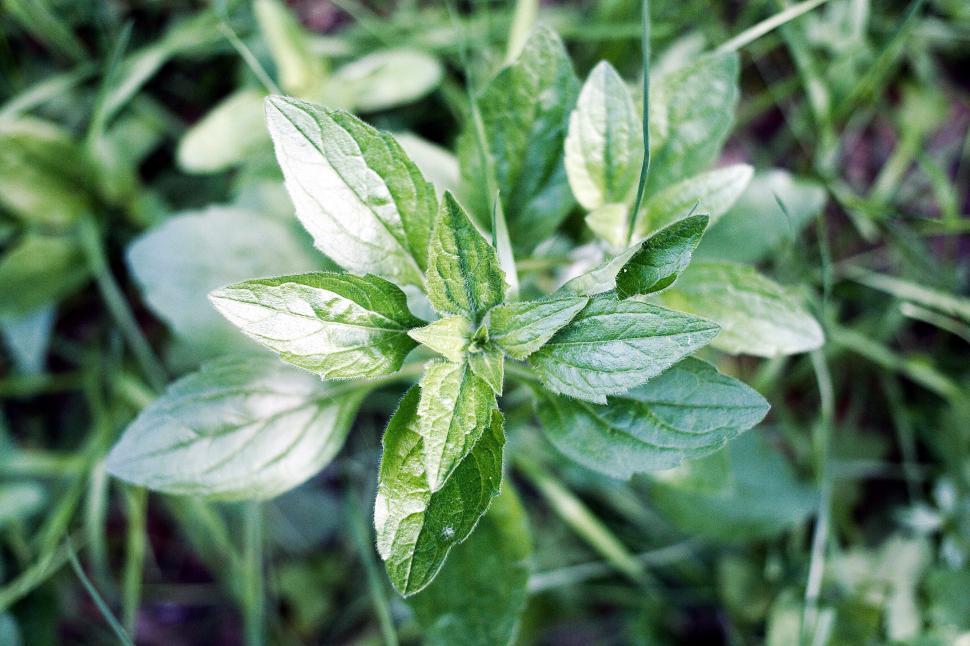 Free Image of Green leaves 