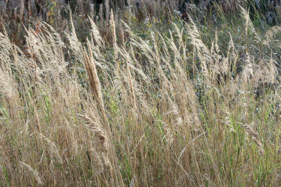 Free Stock Photo of Dried autumn reed | Download Free Images and Free ...