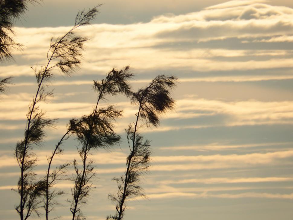 Free Image of Pine Trees Sunset Silhouette 