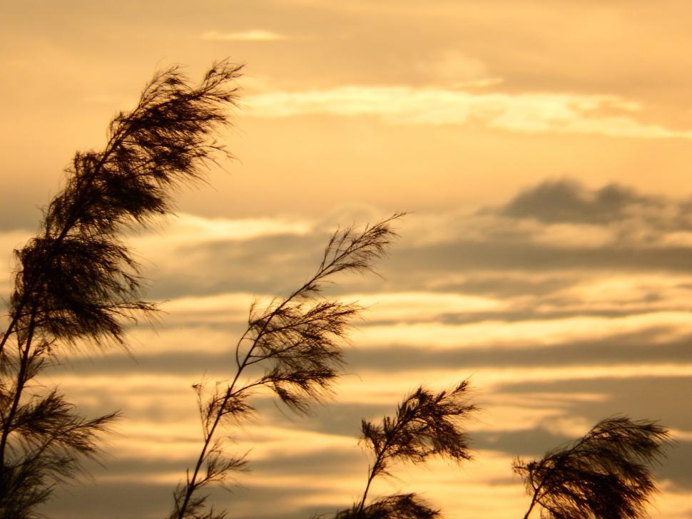 Free Image of Pine Trees Sunset Silhouette 