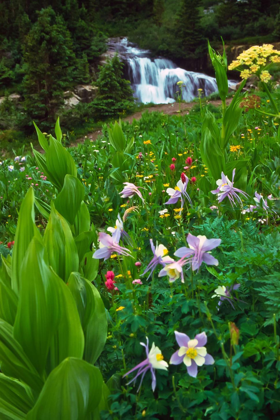Free Image of Columbine and Waterfall 