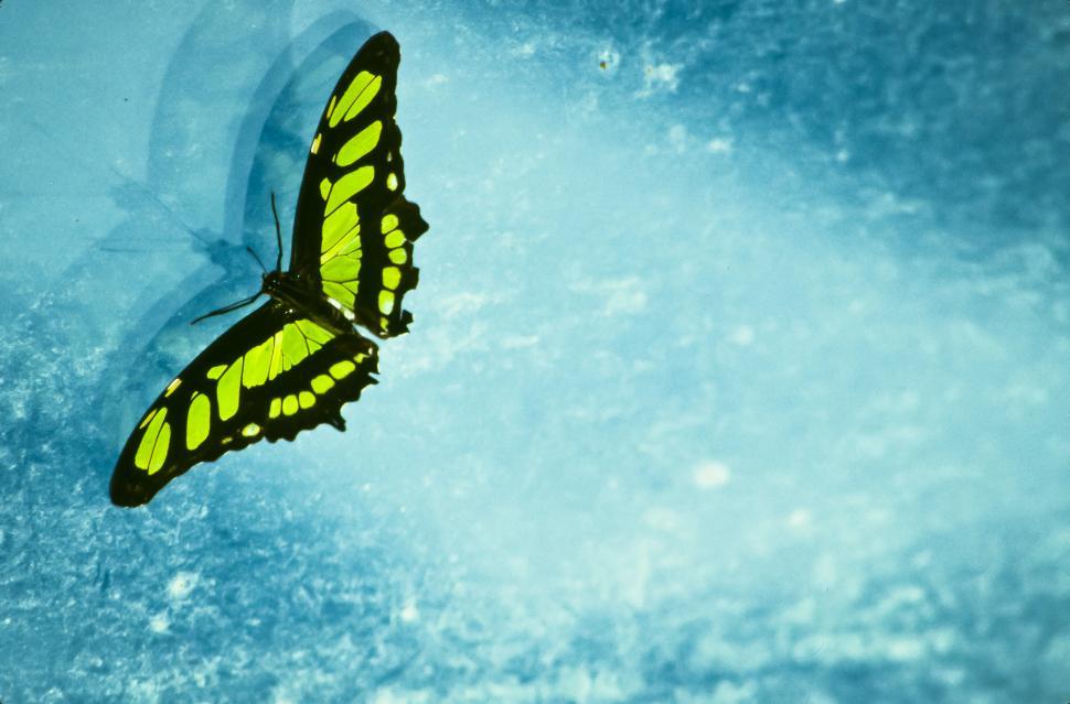 Free Image of Dido Longwing Butterfly 