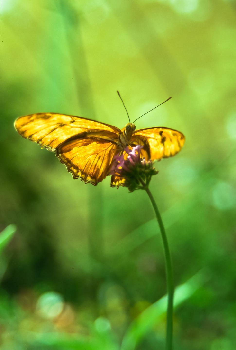 Free photo: Close-up Photography of a Butterfly - Animal, Outdoors, Nature  - Free Download - Jooinn, image size:970x1436