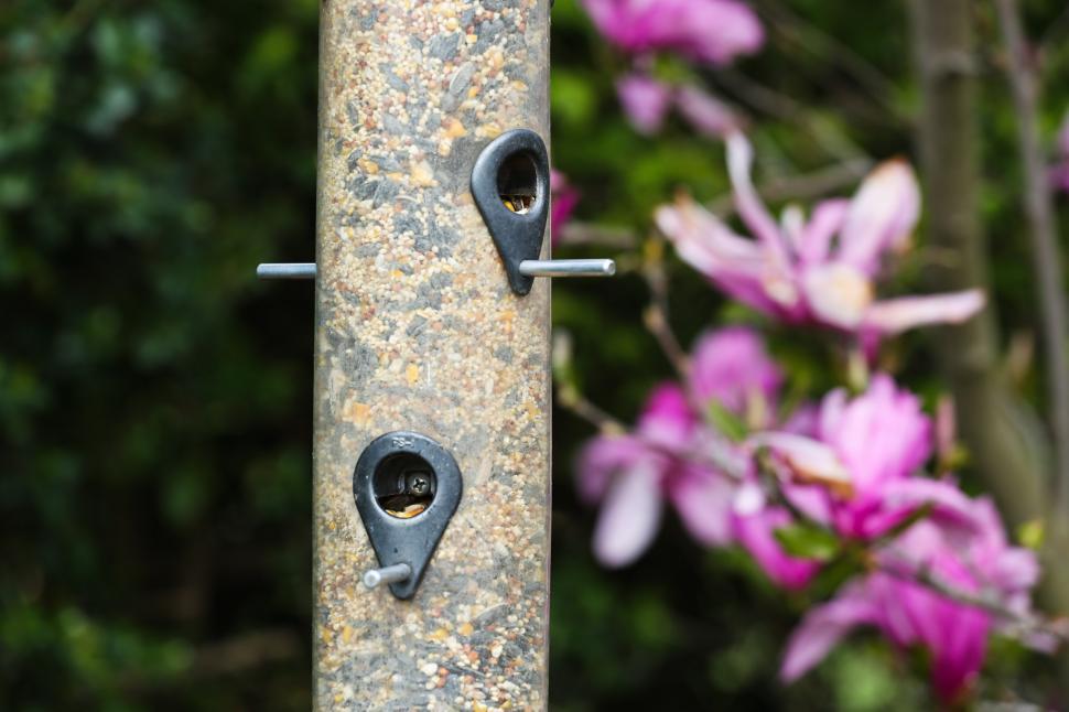 Free Image of bird feeder 