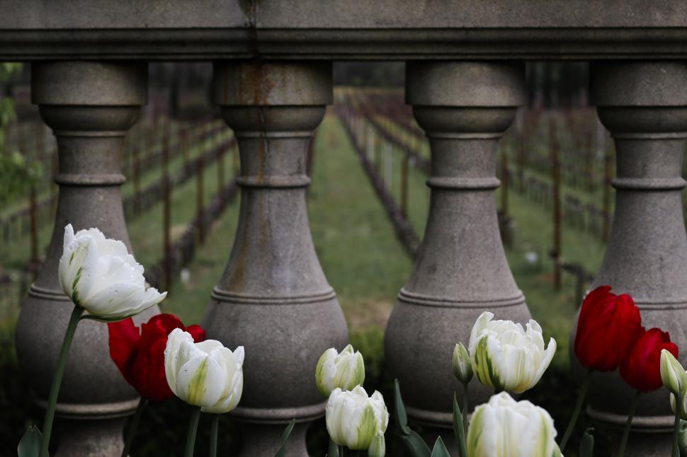 Free Image of Tulips on balcony 