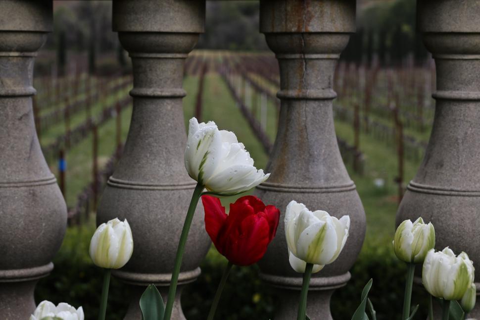 Free Image of Tulips on balcony 