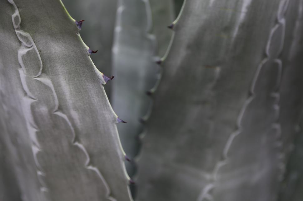 Free Image of Agave close-up 