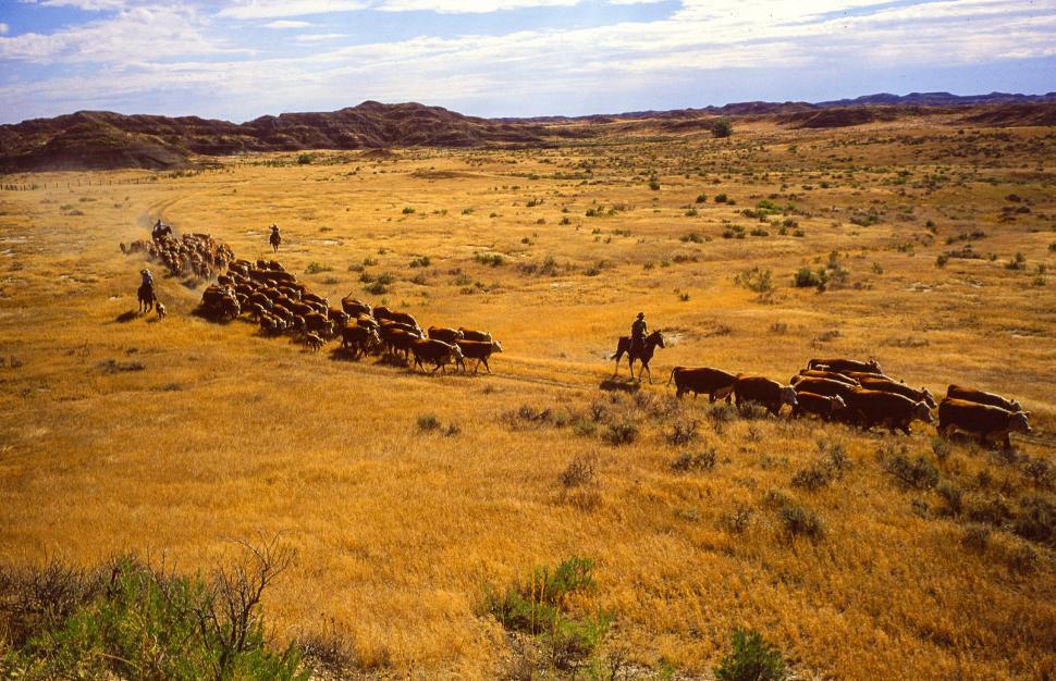 Free Image of Mixed herd of cattle 
