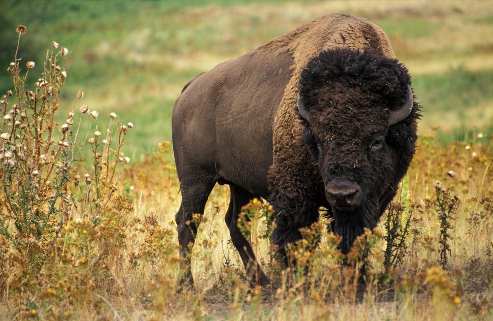 Free Image of Bison 