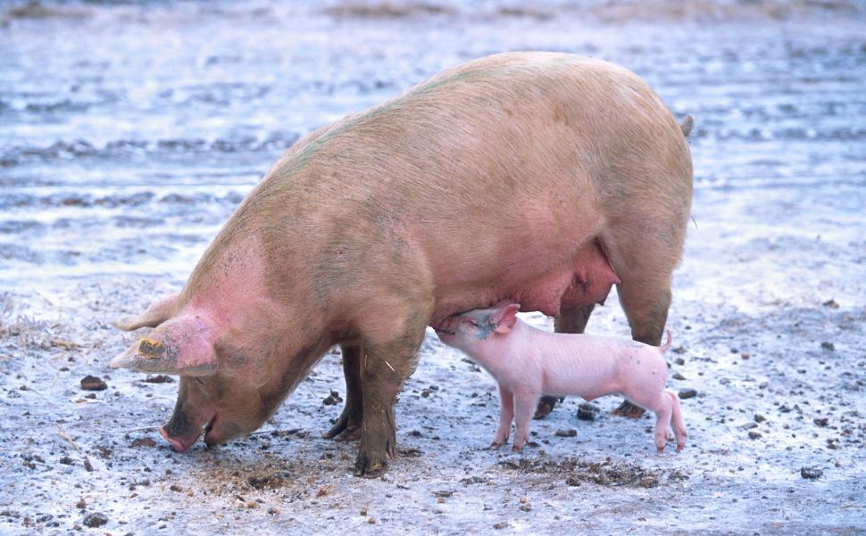 Free Image of Piglet suckling sow 