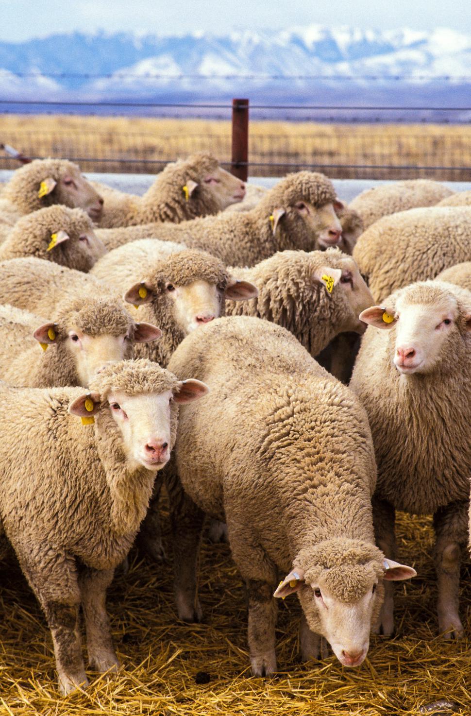 Free Stock Photo of Group of Sheep Download Free Images and Free
