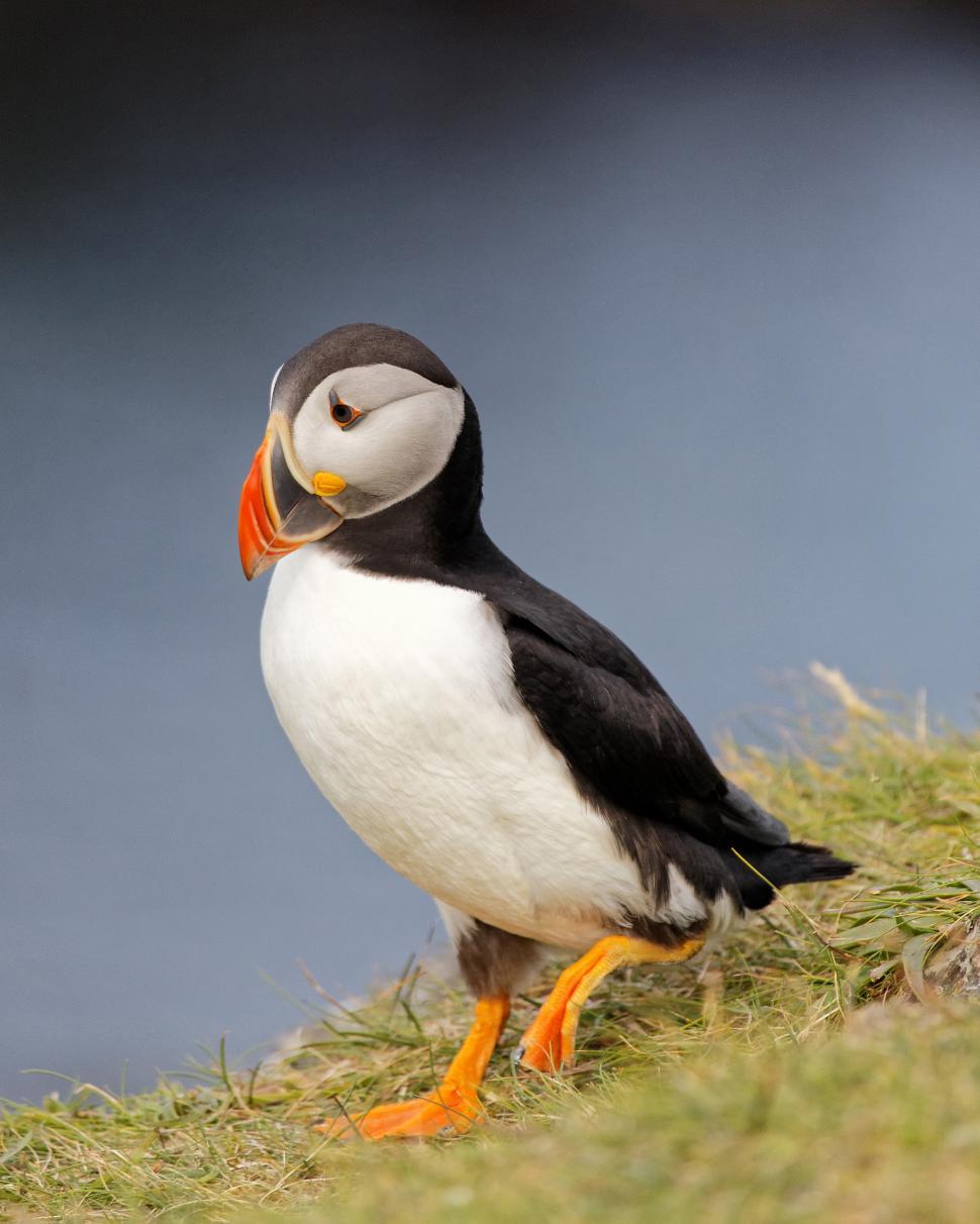 Free Stock Photo of Puffins | Download Free Images and Free Illustrations