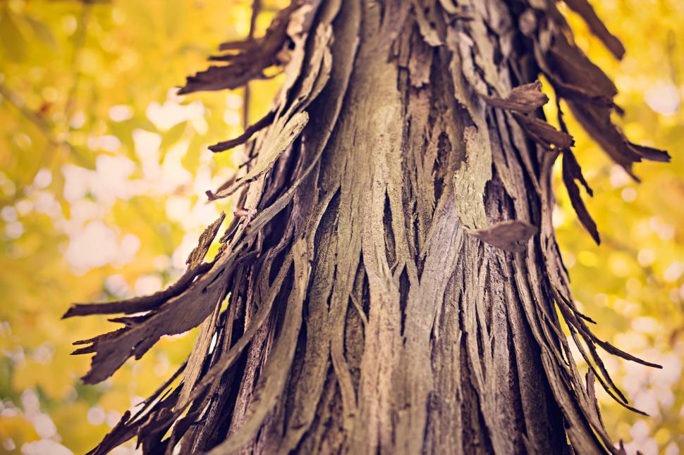 free-stock-photo-of-tree-bark-download-free-images-and-free-illustrations