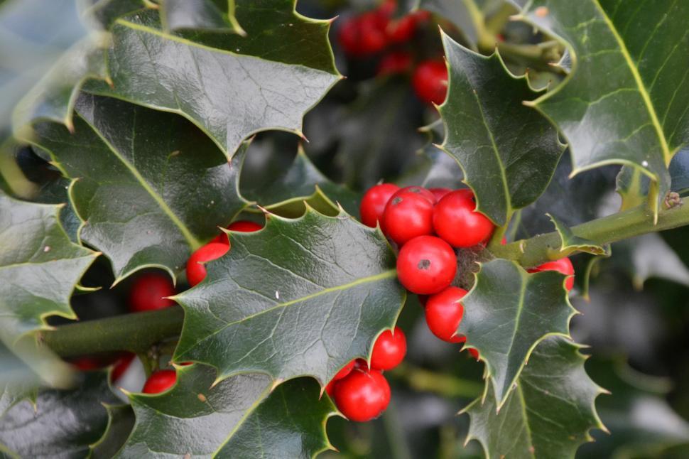 Free Stock Photo of Christmas holly | Download Free Images and Free ...