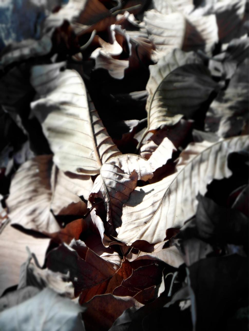 Free Image of Autumn Leaves 