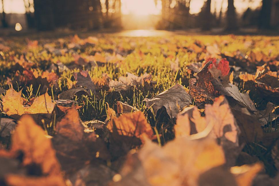 Free Image of Morning Sunlight  