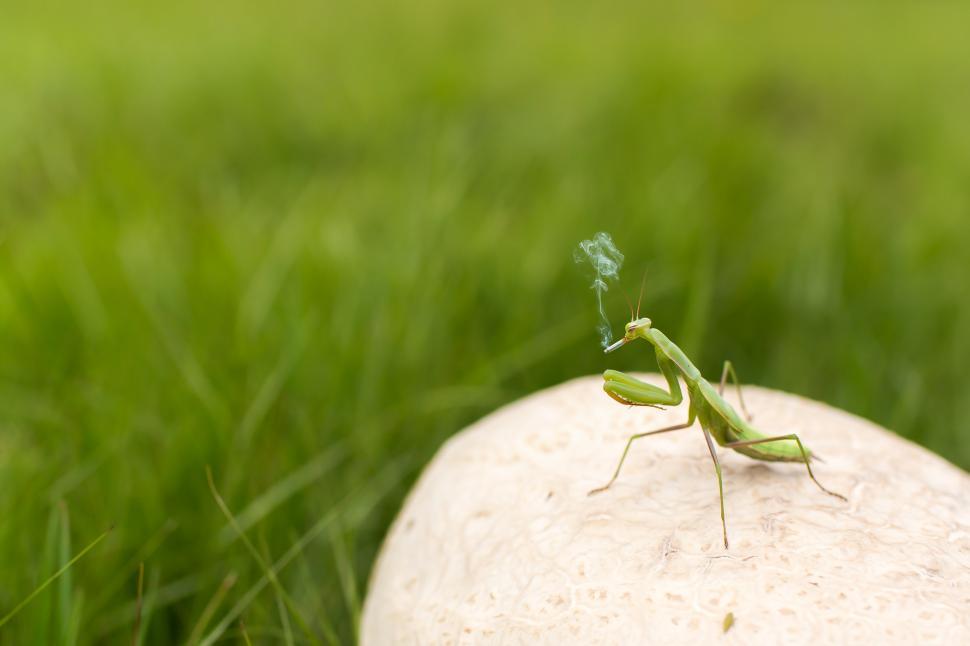 Praying Mantis Smoking