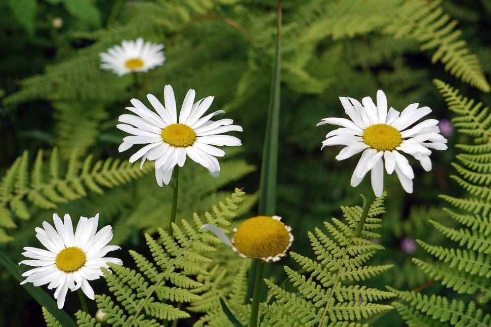 Free Stock Photo of White Daisies Download Free Images and Free