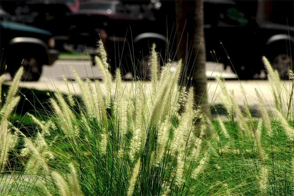 Free Image of Urban Plant Scenery #2 