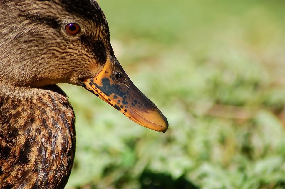 Free Image of Mallard Duck #1 (Female) 
